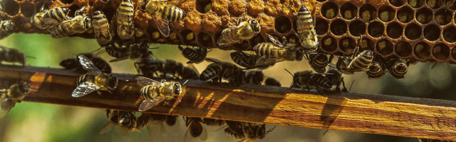 Жизненный цикл пчелы